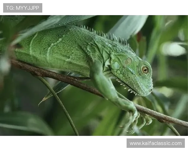 金鲨银鲨：如何通过保护海洋生物多样性实现可持续发展的策略分析